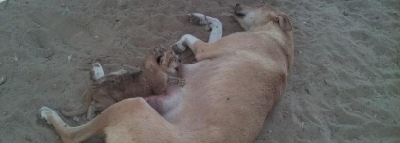 في غزة: كلبة ترضع أسود صغار...حين هجرتهم أمهم دون سبب !!