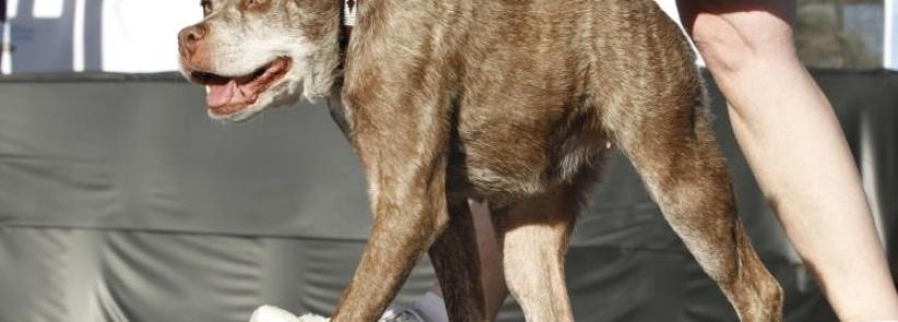 كلب مشوه يفوز بجائزة أقبح كلاب العالم