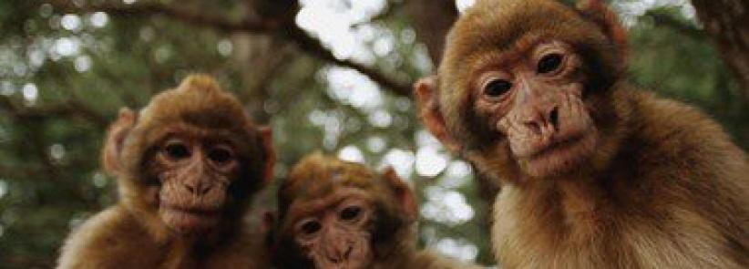 بريطانية تحرر محضرا ضد قردة تحرشوا بها