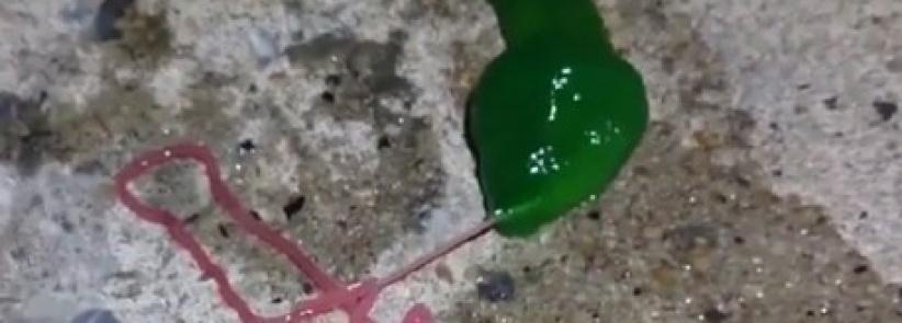 فيديو.. كائن غريب أخضر اللون يرعب سكان تايوان