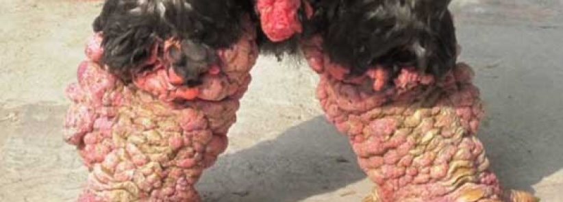 وجبة أقدام دجاج بـ 286 دولار في فيتنام!