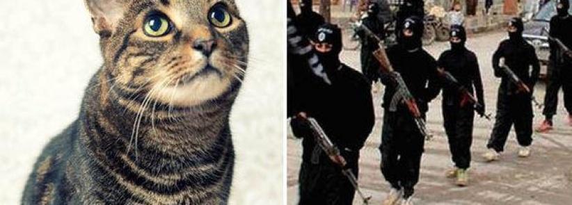 أمريكي يهدد بالانضمام لـ(داعش) بسبب قطته !