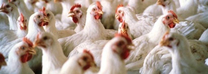 القبض على لصوص سرقوا 800 دجاجة بطولكرم