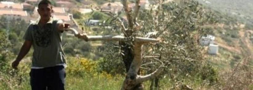 الاحتلال يقتلع غراس زيتون غرب بيت لحم