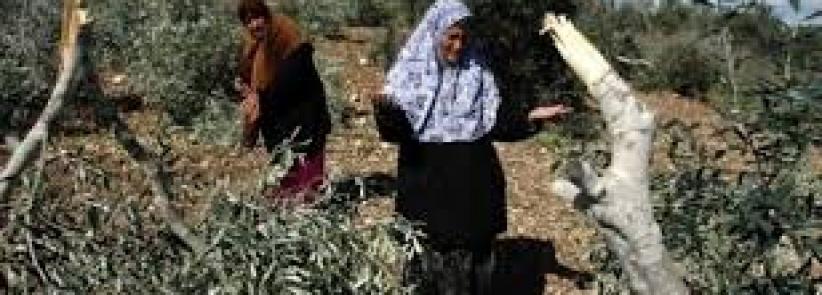 مستوطنون يقتلعون 80 شجرة زيتون في سلفيت