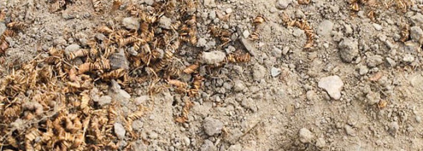 الدنمارك...علماء الآثار يعثرون على 2000 لولب غامض من الذهب