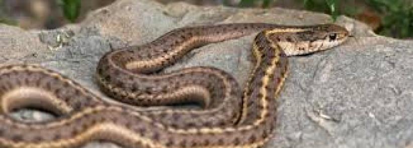 أفعى في الكنيست الإسرائيلي