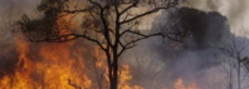 حريق يلتهم أشجارا حرجية في بيت ساحور