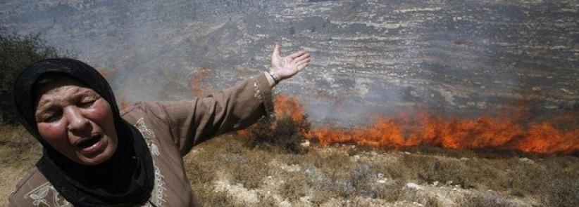 مستوطنون يحرقون أشجار زيتون غرب بيت لحم