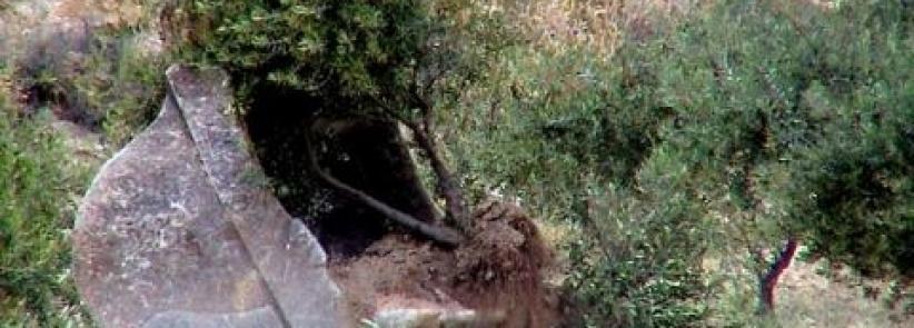 الاحتلال يجرف 20 دونما غرب الخليل و'يعدم' عشرات اشجار الزيتون المعمرة