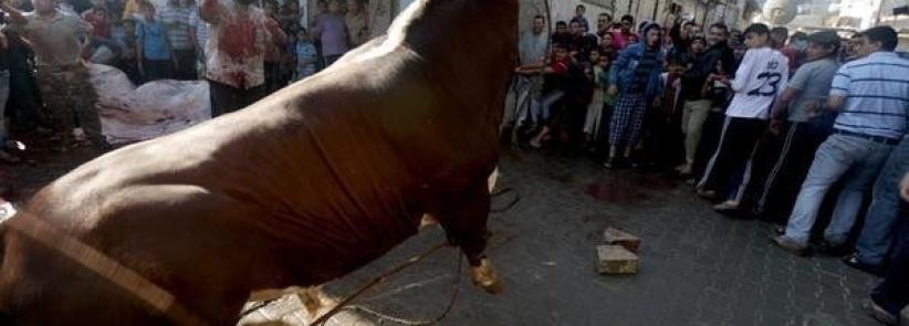 الأضاحي في غزة 2015.. للأغنياء فقط