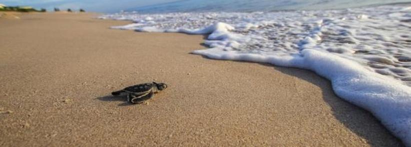 احتجاز شابة أساءت لسلحفاة بحرية