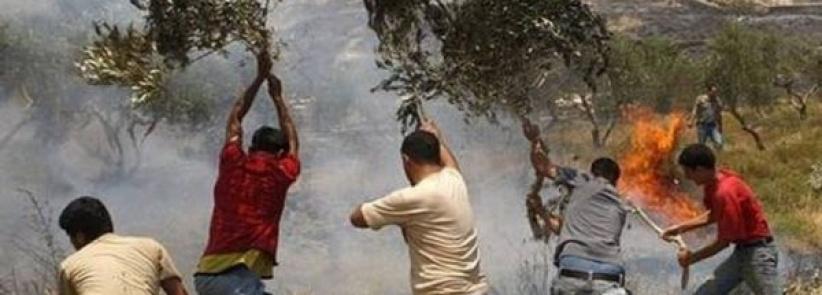 اصابات واحراق اشجار زيتون في سلفيت ورام الله