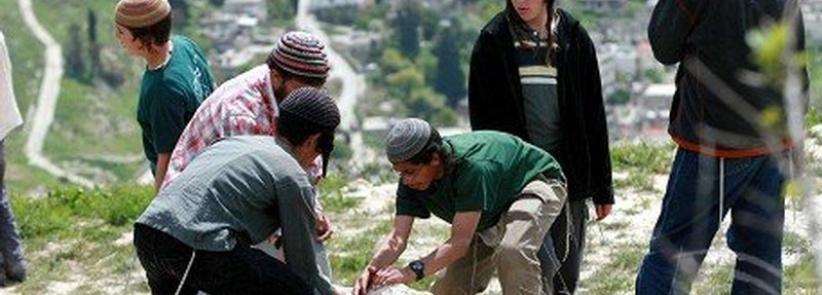 المستوطنون يهاجمون قرية كفر الديك ويقومون بقطع اشجار الزيتون بمحافظة سلفيت