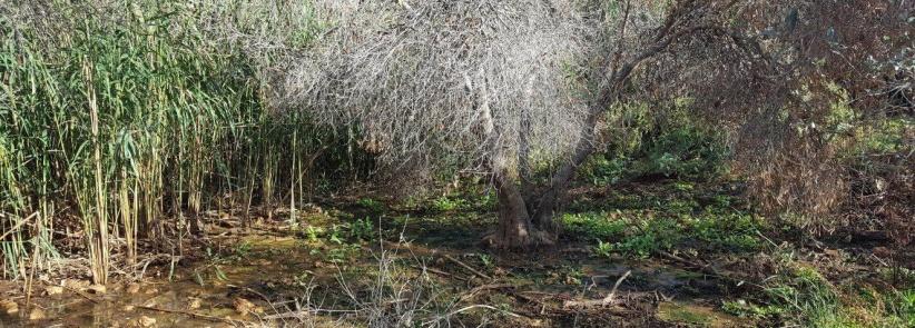 إعدام عشرات أشجار الزيتون بمياه المستوطنات العادمة شرق نابلس