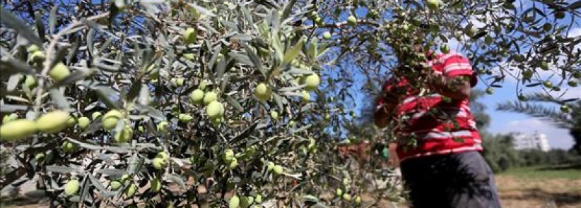 مستوطنون يواصلون سرقة ثمار الزيتون