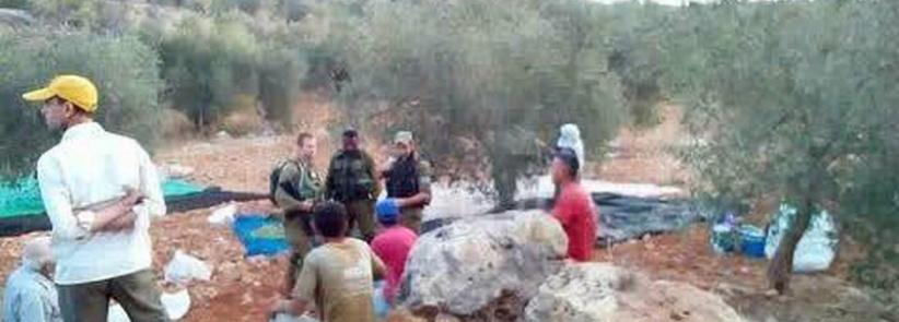 قوات الاحتلال تمنع قطف ثمار الزيتون شرق قلقيلية