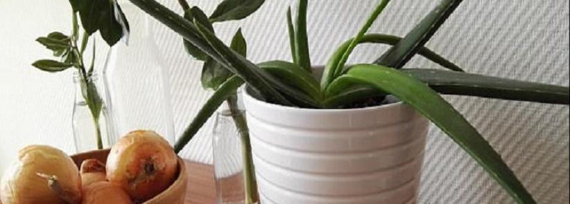 نباتات ضرورية في غرفة النوم لمحاربة نزلات البرد!