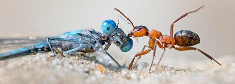 تراجع أعداد الحشرات يهدد الحياة على الأرض