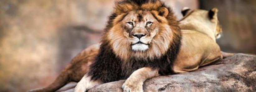 ثلاثة أسود تنقذ فتاة من خاطفيها... إليك الحكاية