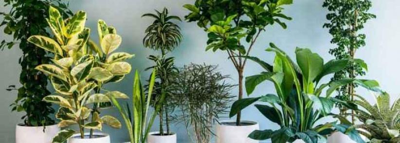 فيديو- نباتات المنزل مهمة لصحتك