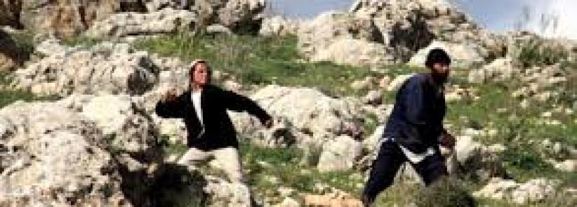 مستوطنون يسرقون ثمار مئات اشجار الزيتون شرق نابلس