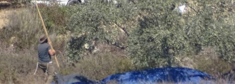 مستوطنون يسرقون ثمار زيتون من أراضي فرعتا وجيت شرق قلقيلية