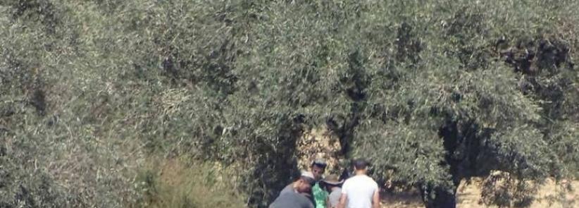 مستوطنون يسرقون ثمار الزيتون في قرى نابلس