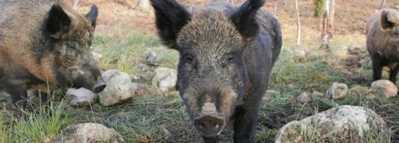 إصابة مواطن هاجمته الخنازير البرية في جنين