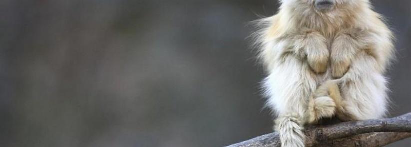 فنجان قهوة يدخل قرداً في غيبوبة