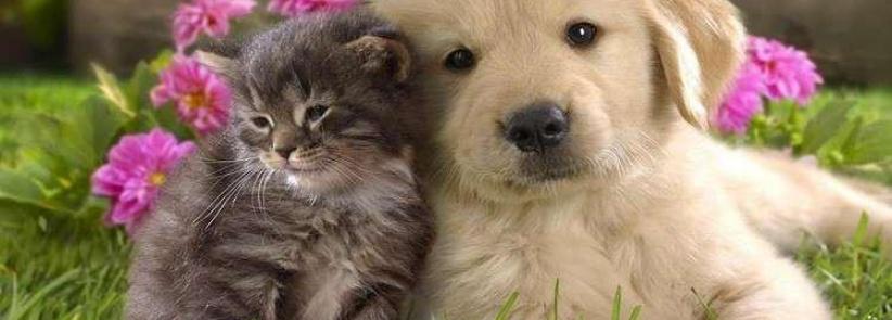 دراسة- الحيوانات الأليفة تقي الأطفال من بعض الأمراض