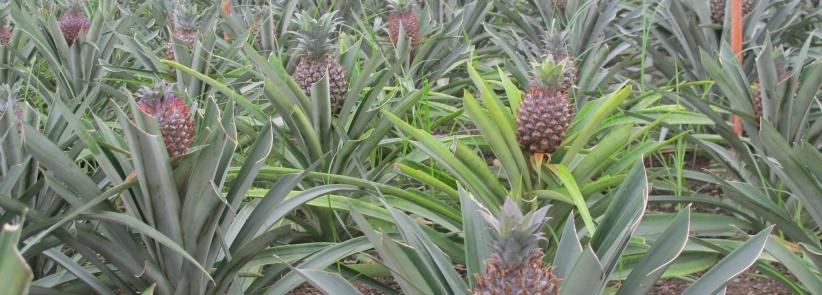 لأول مرة- نجاح تجربة زراعة الاناناس في قطاع غزة