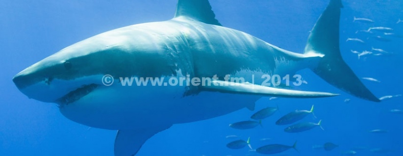 بالفيديو - لحظات مرعبة لزوجين أمام قرش جائع حاول التهامهما