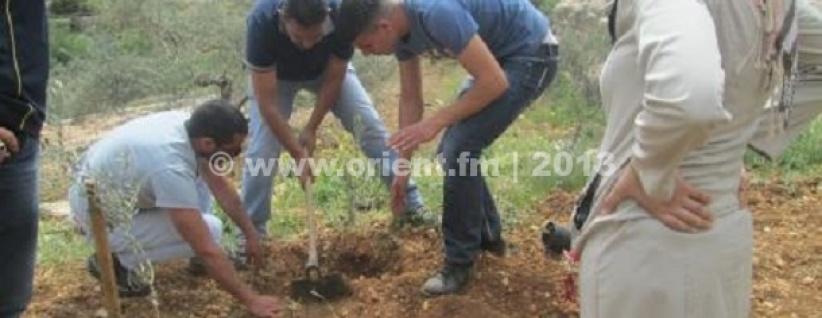 بيت جالا: زراعة اشجار في أرض مهددة بالمصادرة