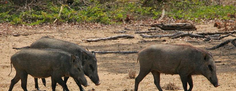 خنازير المستوطنات تتلف مزرعة خضروات جنوب نابلس