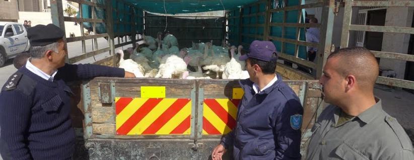 الشرطة تضبط 100 طير غير صالحة للإستهلاك في بيت لحم