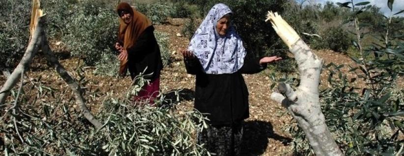 مستوطنون يقتلعون 800 شجرة زيتون شرق الخليل