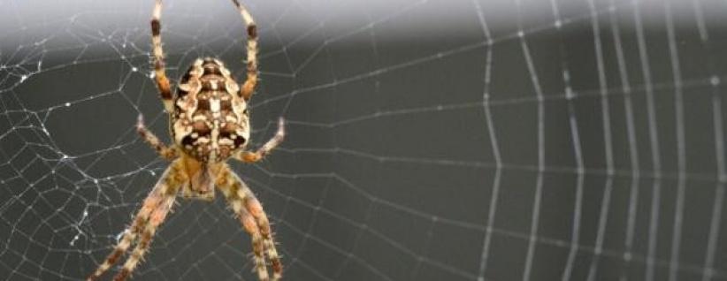 شبكة عنكبوت يمكنها التقاط طائرة أثناء سقوطها