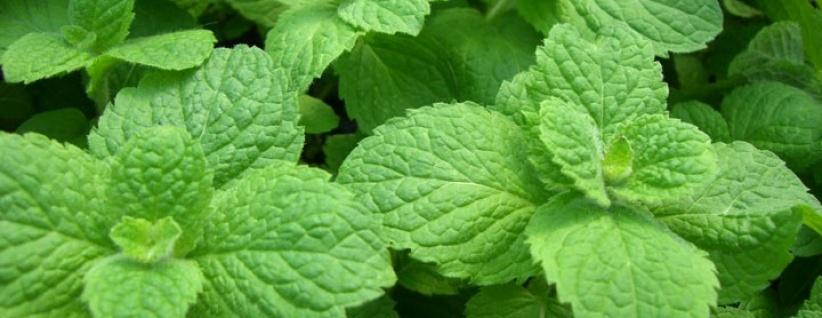 شمة من زيت النعناع يوميًا تريح أعصابك