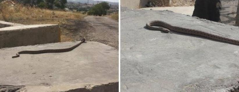 بالأفاعي والمرايا الحارقة يقاوم الفلسطينيون