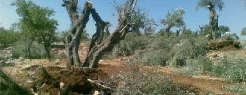 المستوطنون يجرفون أراض في قريوت جنوب نابلس