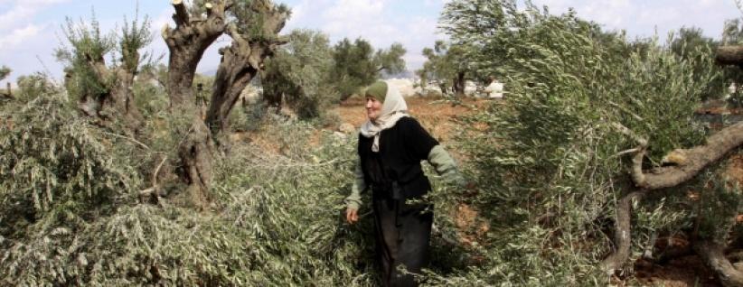 مستوطنون يقطعون 70 شجرة زيتون شمال سلفيت