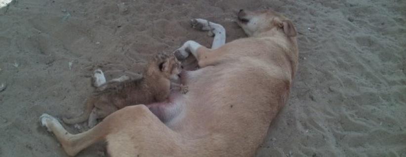 في غزة: كلبة ترضع أسود صغار...حين هجرتهم أمهم دون سبب !!