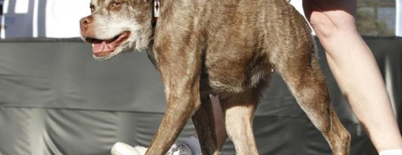 كلب مشوه يفوز بجائزة أقبح كلاب العالم