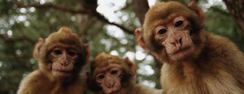 بريطانية تحرر محضرا ضد قردة تحرشوا بها