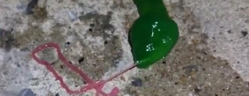 فيديو.. كائن غريب أخضر اللون يرعب سكان تايوان