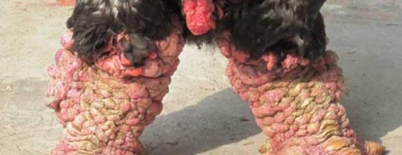 وجبة أقدام دجاج بـ 286 دولار في فيتنام!