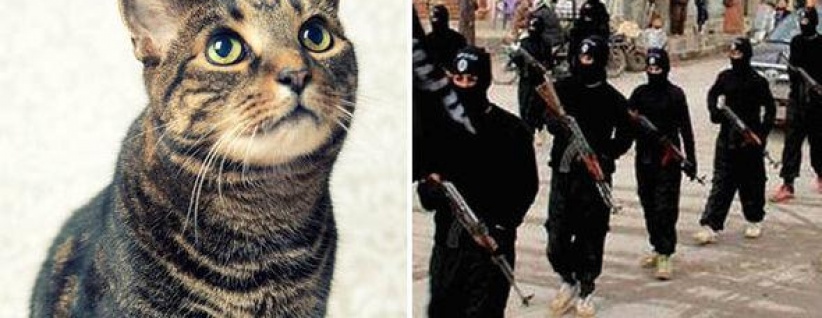 أمريكي يهدد بالانضمام لـ(داعش) بسبب قطته !