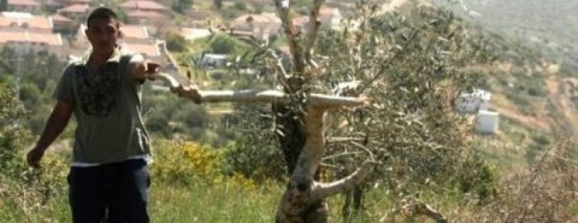 الاحتلال يقتلع غراس زيتون غرب بيت لحم