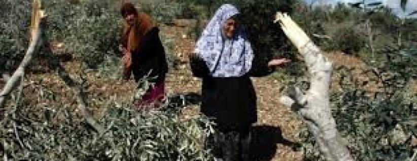 مستوطنون يقتلعون 80 شجرة زيتون في سلفيت